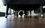 Adorable puppy dog hiding under sofa at home