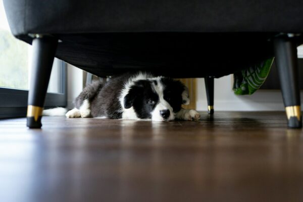 Adorable puppy dog hiding under sofa at home