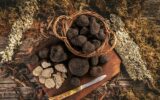 Gorgeous black truffle