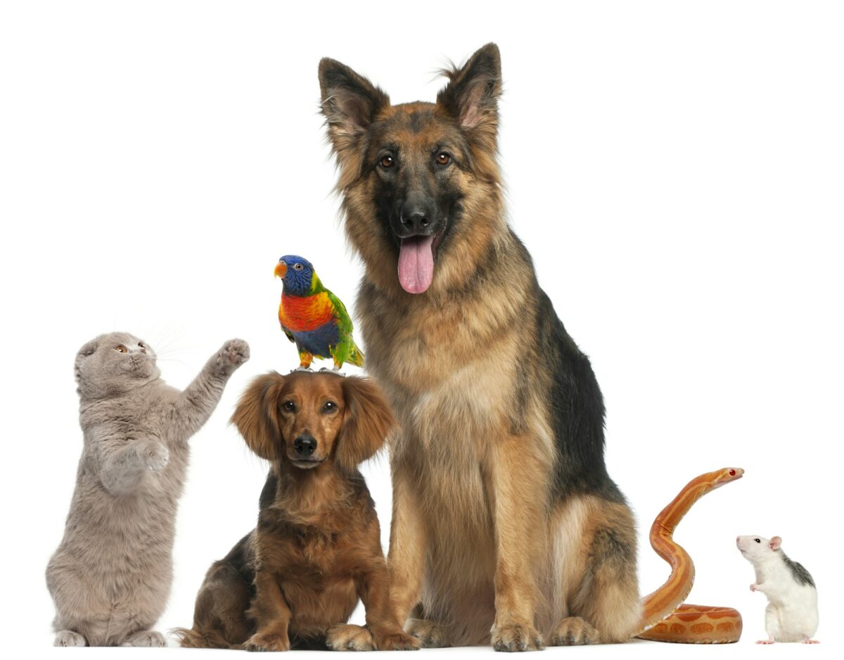Group of animals in front of white background