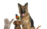 Group of animals in front of white background
