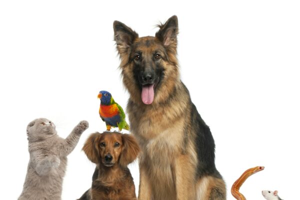 Group of animals in front of white background