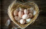 Healthy eggs from the farm. Eggs from free range.