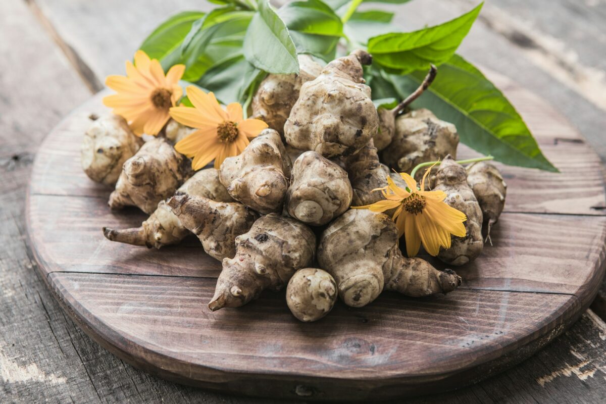 Jerusalem artichoke tubers. Freshly harvested roots sunchoke, topinambur lambchoke.