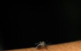 mosquito sits on the skin sucks blood