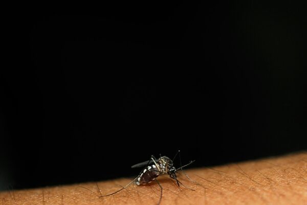 mosquito sits on the skin sucks blood