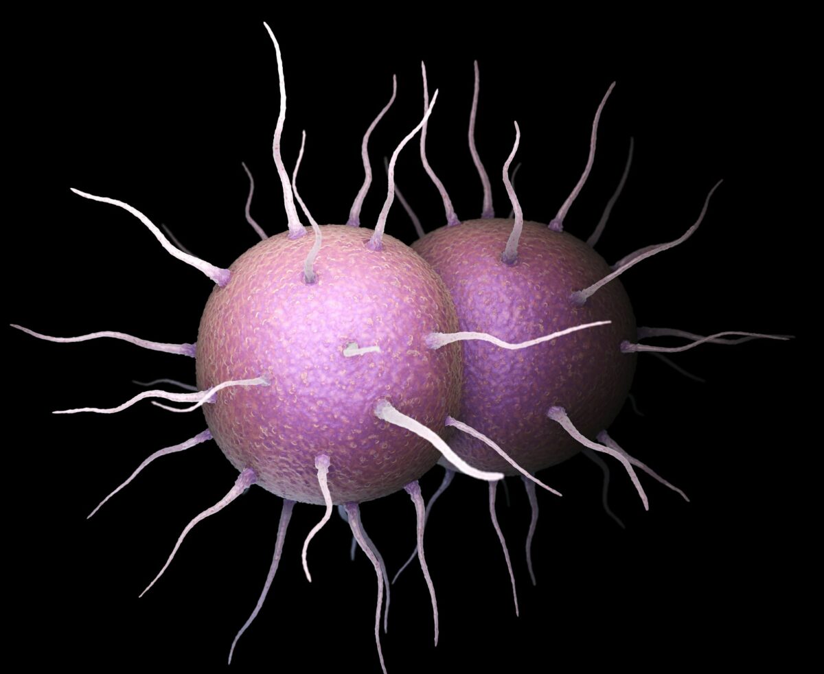 Neisseria gonorrhoeae Bacteria