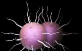 Neisseria gonorrhoeae Bacteria