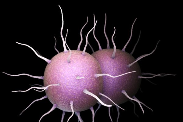Neisseria gonorrhoeae Bacteria