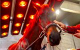 Person petting a horse during a warmth solarium