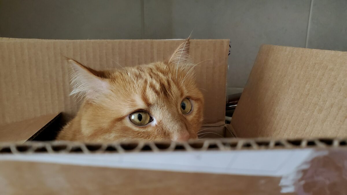 Red tabby cat hiding inside cardboard box