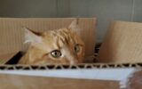 Red tabby cat hiding inside cardboard box