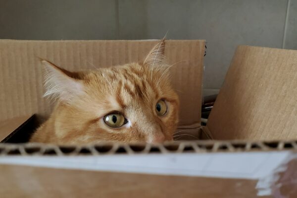 Red tabby cat hiding inside cardboard box