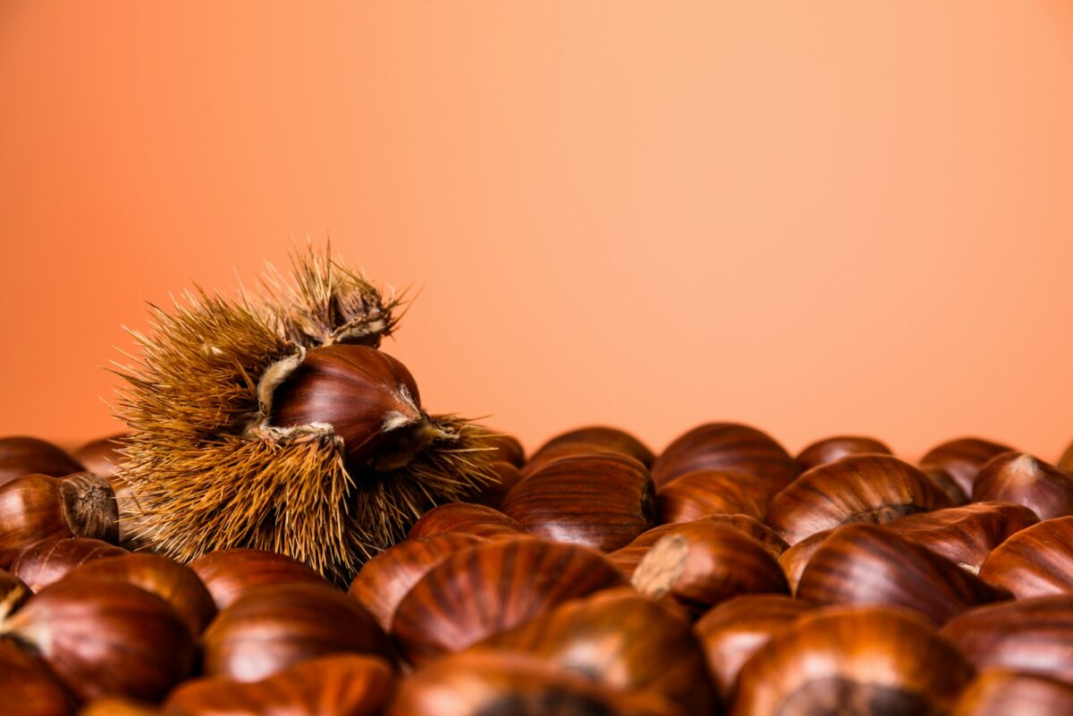 Ripe chestnuts close up. Raw Chestnuts for Christmas. Fresh sweet chestnut. Food background. Copy