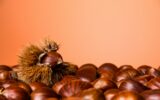 Ripe chestnuts close up. Raw Chestnuts for Christmas. Fresh sweet chestnut. Food background. Copy