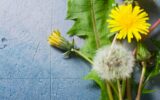 White dandelion on blue