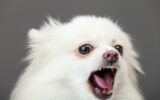 White pomeranian barking