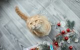 A cute adorable british Cat playing with christmas balls at home