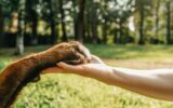 Dog's paw and woman's hand in park.