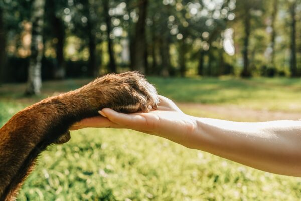 Dog's paw and woman's hand in park.