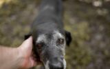 Human hand touching an old friendly dog. Close up.