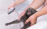 bathing under the shower of a domestic Russian blue cat