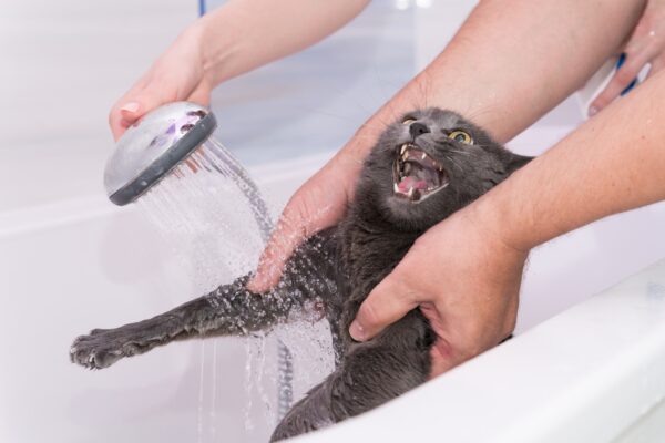 bathing under the shower of a domestic Russian blue cat
