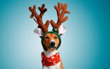 Beautiful dog wering christmas costumes