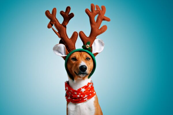 Beautiful dog wering christmas costumes