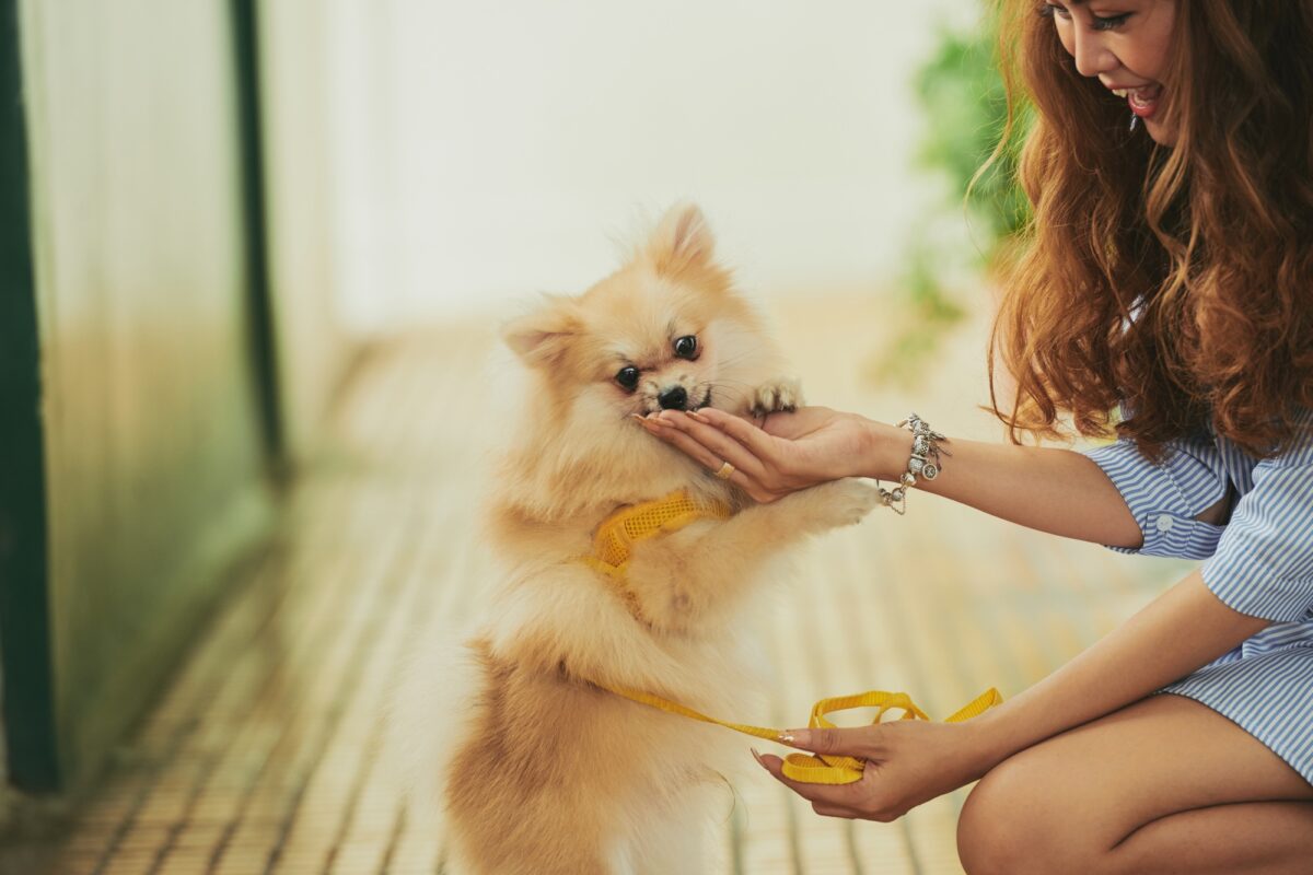 come-educare-il-cane-10-consigli