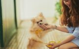 come-educare-il-cane-10-consigli