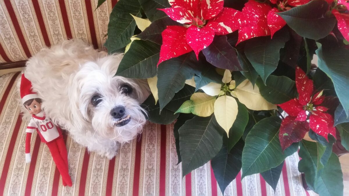 Sweet dog on a sofa emotions show as she pleads with owner to get away from the elf.