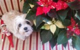 Sweet dog on a sofa emotions show as she pleads with owner to get away from the elf.