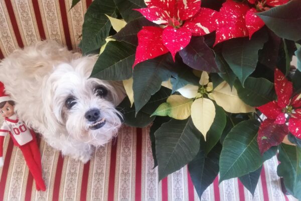 Sweet dog on a sofa emotions show as she pleads with owner to get away from the elf.