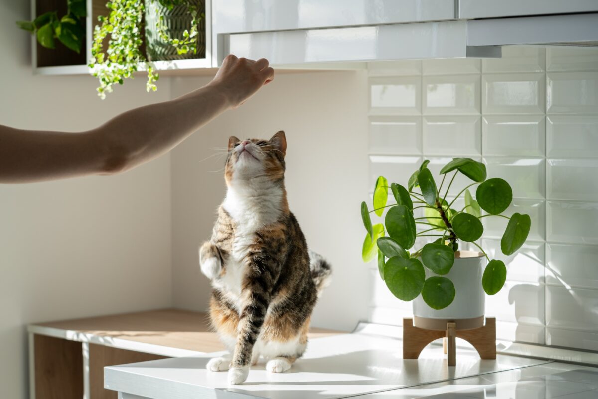 addestrare-gatto