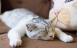 gatto divano