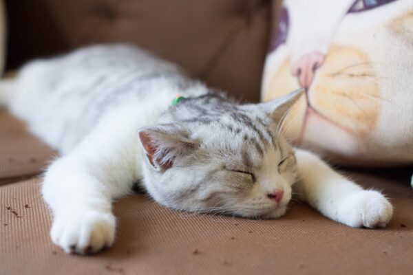 gatto divano
