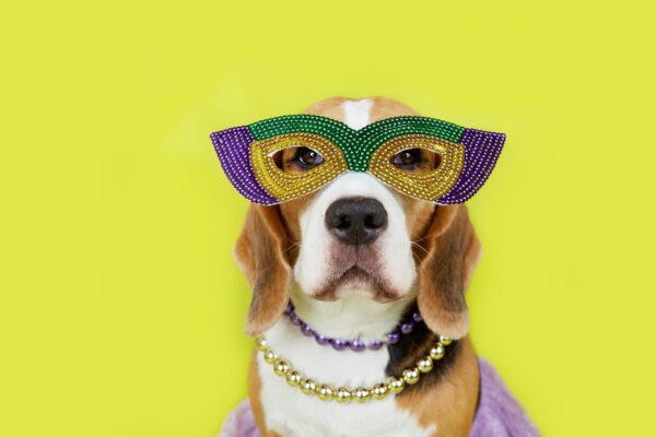 costumi da carnevale animali