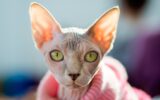 gatto senza pelo